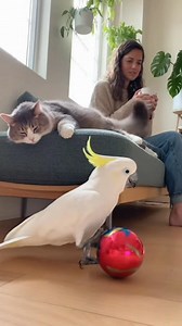 “He Popped the Balloon… The Cat Chose VIOLENCE 😱🦜💥” #CockatooPrank #CatJumpScare #FunnyPets #ViralReels #PetChaos #UnexpectedMoment #AnimalComedy #FacebookReels #LaughOutLoud | Mr. Parrot