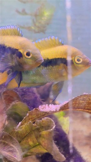 #rainbow #cichlid #breeding #pair #finsandfeathersaquaria #fishbreeding#aquarium #exoticaquariumfish