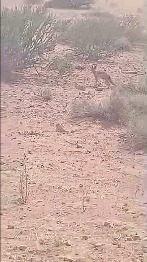 Cheetah Kill in the Namib