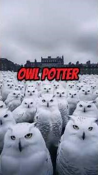 This Owl Screams Like a Human at Night! #OwlFacts #WildlifeShorts #AnimalMystery