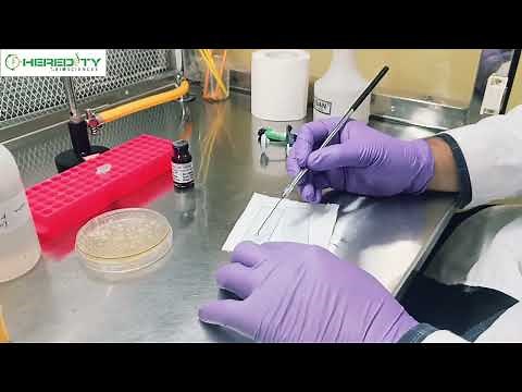 Negative Staining Procedure | Microscopy | #microbiology