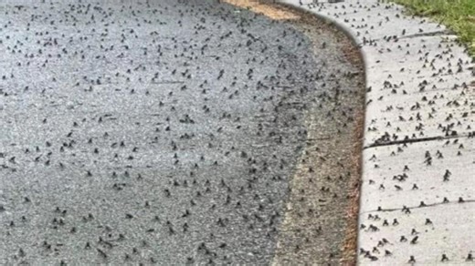 Gold Coast cane toad numbers explode