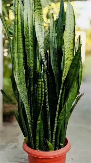 Snack Plant #nature #photography