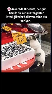 İyi insanlar iyi ki var🎀 #keşfet #cat #funny #cute #sarman #ytshorts #beniöneçıkart #shorts #reels