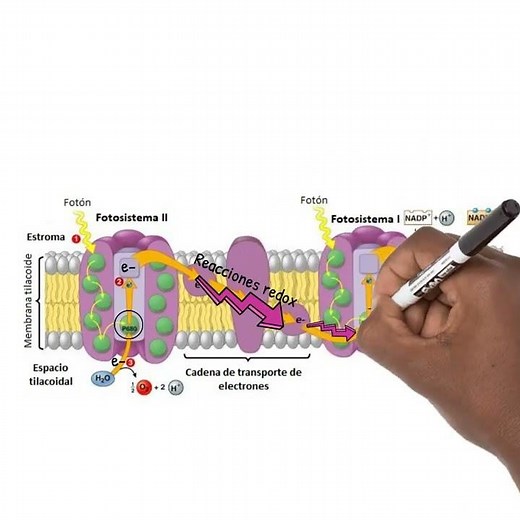 The light phase of photosynthesis IN 1 MINUTE #biology
