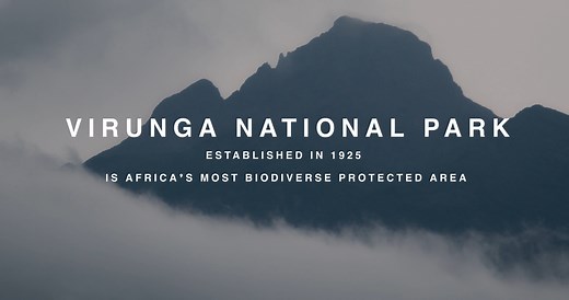 Today marks 100 years since the establishment of Virunga National Park. On 21 April 1925, Virunga became Africa’s first national park. A century later, it remains one of the world’s most important protected areas — home to iconic wildlife and a source of life and resilience for millions. But today, the challenges are greater than ever. Much of the Park and surrounding region is now under rebel control. Amid instability, the Virunga Alliance continues its mission — to protect nature, support comm
