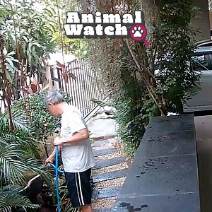 65K views · 613 reactions | 﫣 These humans learned the hard way -- snakes are masters of the sneak attack! To license content found in this video, email licensing@jukinmedia.com | The Pet Collective | Facebook