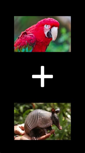(Parrot + Armadillo) = Parrmadillo 🦜🦦 | Talkative and armored! 😂