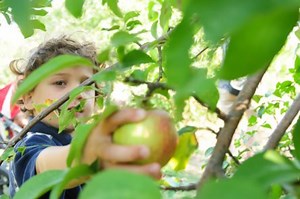 Find Apple Orchards, Cider Mills Near Farmington
