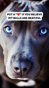 126K views · 10K reactions | Put a ❤️ if you believe pit bulls are beautiful #pitbull #pitbulls #dog | Pocket Pitbulls | Facebook