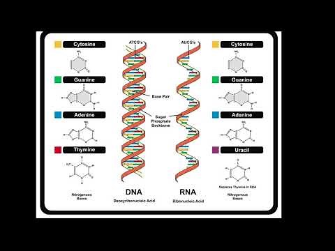 DNA and RNA Structure