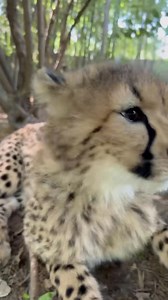 675K views · 35K reactions | It’s allergy season. 蠟 Zoo Babies is presented by General Electric Credit Union | Cincinnati Zoo & Botanical Garden | Facebook