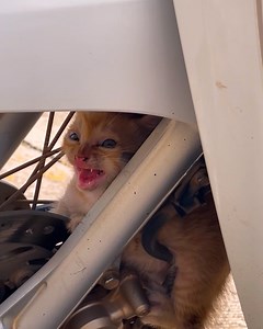 17K views · 1.1K reactions | Rescuing a tiny kitten trapped in the spokes of a motorcycle wheel!❤️ | MetDaan Animals | Facebook