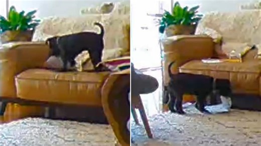 QLD family's footage proves dog actually ate homework