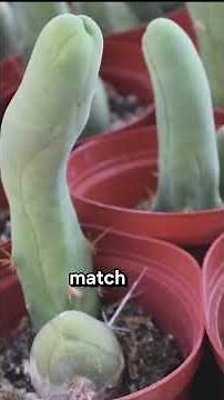 The Funniest Real Life Facts You Never Knew