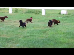 Doberman Pinscher Puppies for Sale