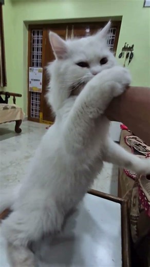 Peace was never an option 🔪🐈