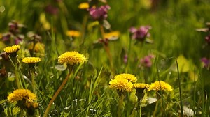 蒲公英 花朵 草 - Free video on Pixabay