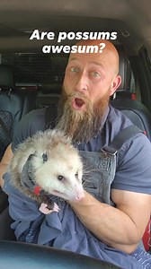 If not friend, why friend shaped? #possum #animals #wildlife | Ace Wildlife