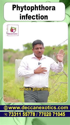 Stop Phytophthora Damage in Plants with These Proven Solutions | Deccan Exotics #ytshorts #ytshots