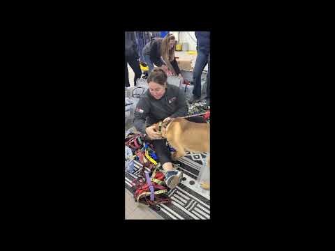 Ozzy August 2024 w Passion 4 Paws Vermont