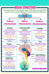"Structure of Brain" #StudentLife #biologylove #educationalcontent #biologyclass #CBSE #student | Josh Study point