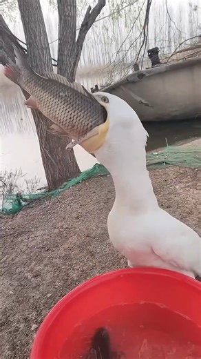 A hungry seagull dives into its fishy meal!🐦🌊 | MetDaan Animals