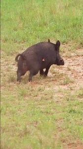 THE BEST HOG HUNTING COMPILATION EVER! #shorts #hunting #bowhunting