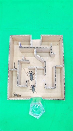 Insect Maze Challenge 🦂🕷🦗