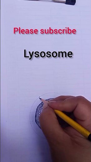 easy Structure of Lysosomes | Animal Cell Organelle Diagram