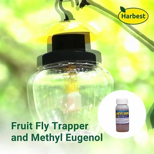 METHYL EUGENOL (ME) is a pheromone attractant for male fruit flies. When you fill the FRUIT FLY TRAPPER with ME, it lures and traps the male fruit flies, preventing them from reproducing, significantly reducing their population. Using Harbest's Fruit Fly Trapper with ME is an environmentally safe form of pest control. 🪰 Fruit Fly Trapper 🪰 Fruit Fly Trapper with Methyl Eugenol 6 c.c. 🪰 Fruit Fly Trapper with Methyl Eugenol 100 c.c. 🪰 Methyl Eugenol 100 c.c. For your orders, please contact us