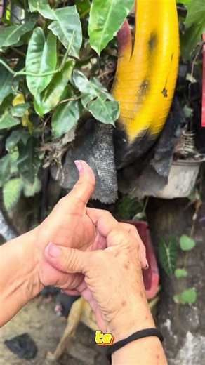 Realiza estos ejercicios en tus manos #parati #plantas #viral