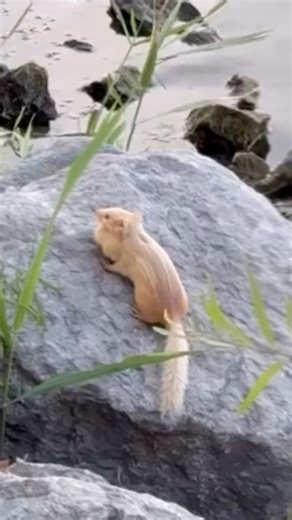 24K views · 286 reactions | Who needs fat bears when you have fat...