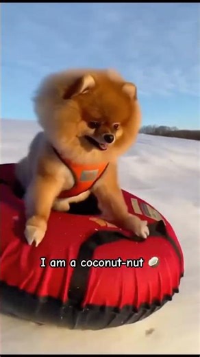 I am a coconut 🥥 #dog #dogshorts #dogvideos #cutedogs #puppy #pets #cutepets