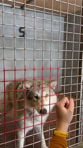 50K views · 677 reactions | Our Drive-Through keepers whenever Annie Oakley starts learning a new behavior and is SO brave about it: | Bearizona | Facebook