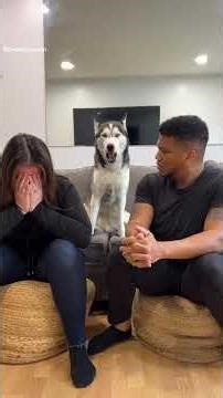 This Rescued Husky’s Dramatic Howls Had Everyone Laughing #Huskey #Dog #Pets #Animals #DogRescue