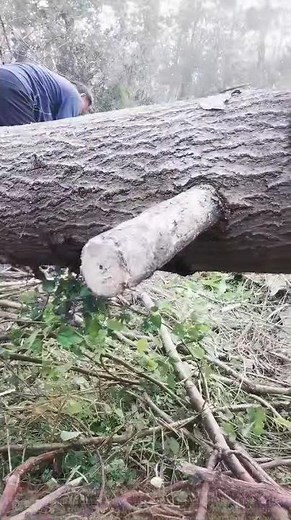 Fixing a Tree Bark Hole with a Wooden Stick – DIY Wood Repair Hack!