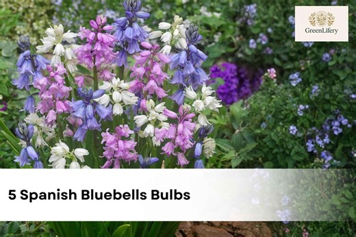 5 Spanish Bluebells Bulbs Mixed Colors | Hyacinthoides Spring Flowers | Easy Growing Perennial | Shade Garden Bloom - Etsy