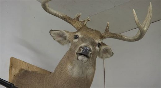 Deer gun season begins: What hunters need to know before heading out