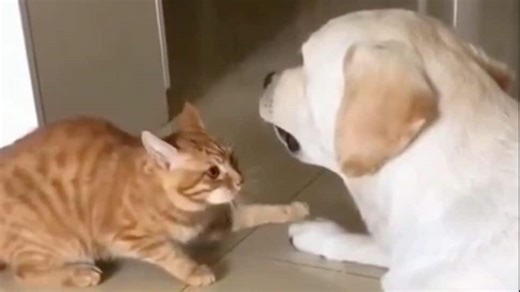 'Viral Video' Shows Cat Gently Reassuring His Blind Dog Friend; Internet Is Melting