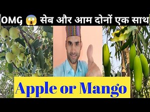 Apple or Mango Ek Sath 😳OMG | Incredible Himachal | ऐसा पहले कभी नहीं देखा होगा | Ashish kashiv