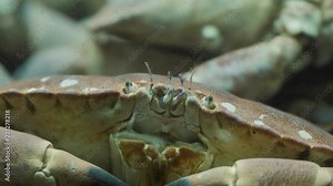 lobsters, shells and crabs in aquarium at a seafood market fresh restaurant cafe bar