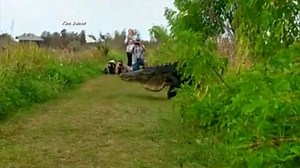MUST SEE: A massive gator was spotted walking across the path at a Lakeland, Florida nature preserve as a group of onlookers take photos and videos. READ --> http://on.wsoctv.com/2jC9FvQ | WSOC-TV