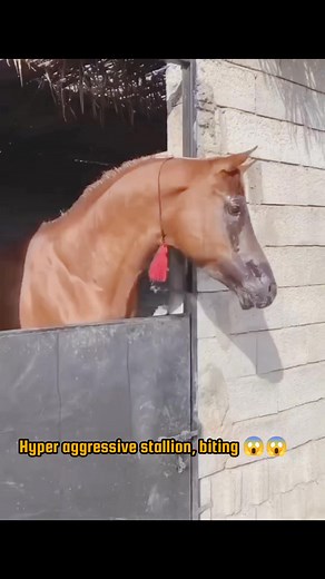hyper aggressive stallion, biting 😱😱 #horsepower #horseriding #horseracing #wildhorse #nature #stable | Baba Sulltan