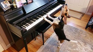 Buddy the beagle shows off his piano and singing skills