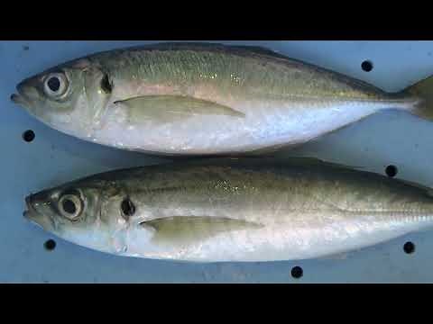 マアジ（上）とマルアジ（下）の違い見分け方説明。釣太郎の魚種見分け方説明。