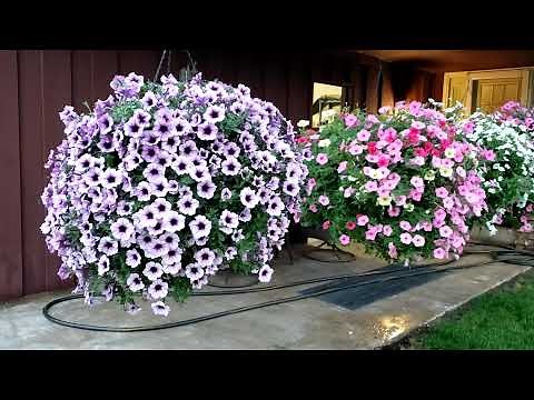 SUPERTUNIA HANGING BASKETS