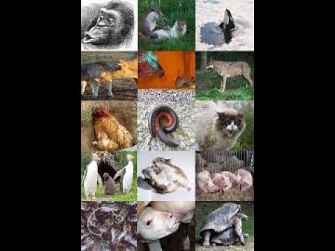 Sexual behavior of animals