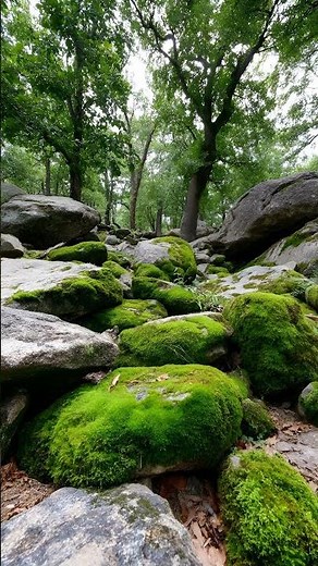31 Rock Garden Ideas That Transform Any Outdoor Space