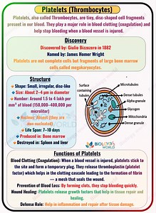 Platelets are small blood cells that play a vital role in blood clotting and wound healing. Understand their structure, function, and importance with clear NCERT-based study notes. Perfect for quick revision, diagrams, and board exam preparation #Platelet #BloodComponents #BloodClotting #HumanPhysiology #BiologyNotes #NCERTBiology | Biology World